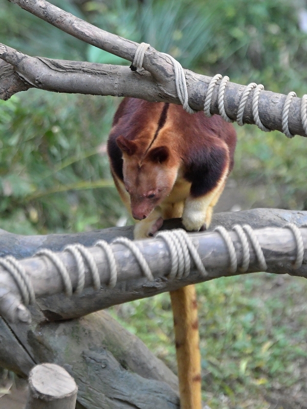 タニはキノボリカンガルー_a0164204_13014672.jpg