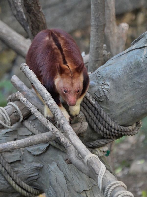 タニはキノボリカンガルー_a0164204_13183933.jpg