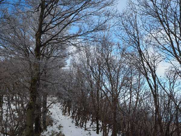 2020年12月26日　徳島県：国見山登山_a0133211_21293288.jpg