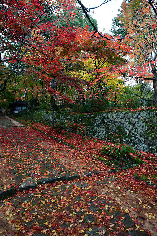 2020湖東の紅葉遠征・其の二(金剛輪寺 前編)_f0032011_19234928.jpg