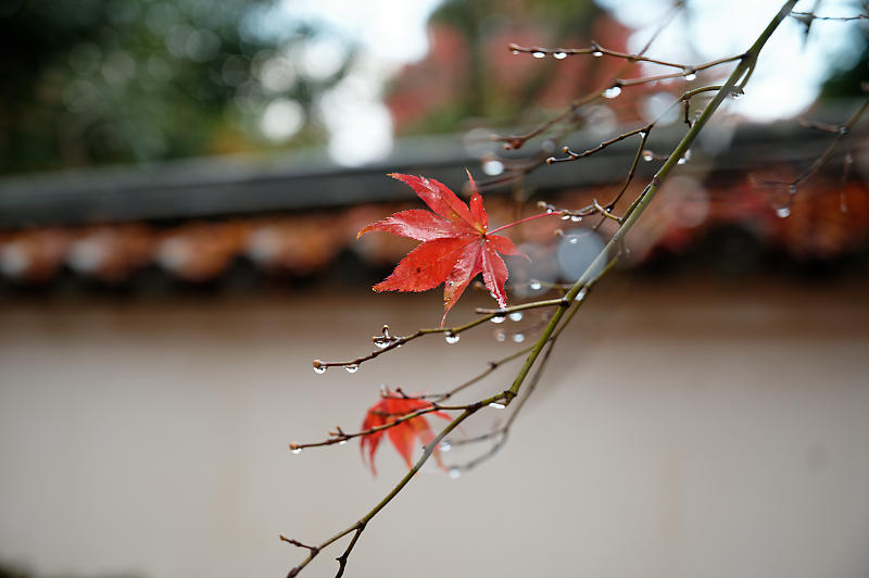 2020湖東の紅葉遠征・其の二(金剛輪寺 前編)_f0032011_19234931.jpg