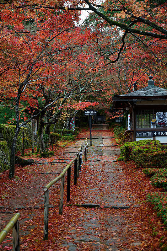 2020湖東の紅葉遠征・其の二(金剛輪寺 前編)_f0032011_19234954.jpg