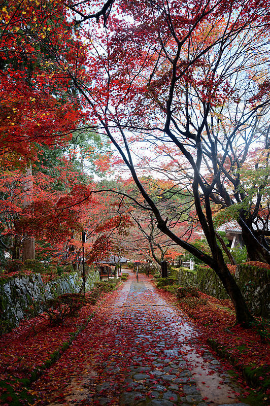 2020湖東の紅葉遠征・其の二(金剛輪寺 前編)_f0032011_19234986.jpg