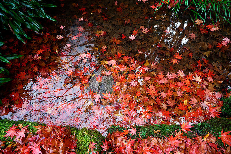 2020湖東の紅葉遠征・其の二(金剛輪寺 前編)_f0032011_19262765.jpg