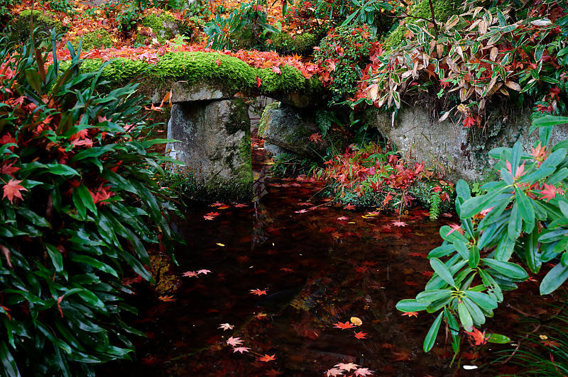 2020湖東の紅葉遠征・其の二(金剛輪寺 前編)_f0032011_19262799.jpg