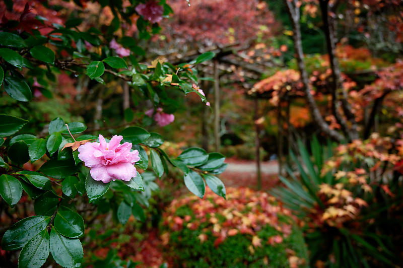 2020湖東の紅葉遠征・其の二(金剛輪寺 前編)_f0032011_19262837.jpg