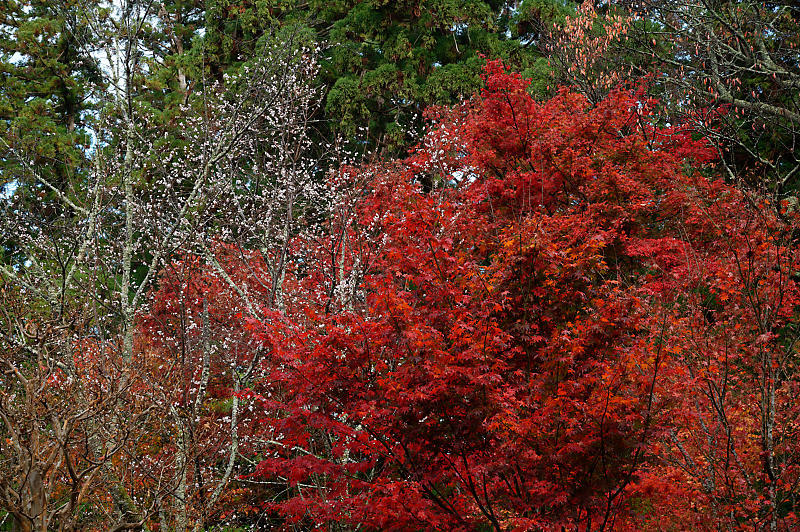 2020湖東の紅葉遠征・其の二(金剛輪寺 前編)_f0032011_19262861.jpg