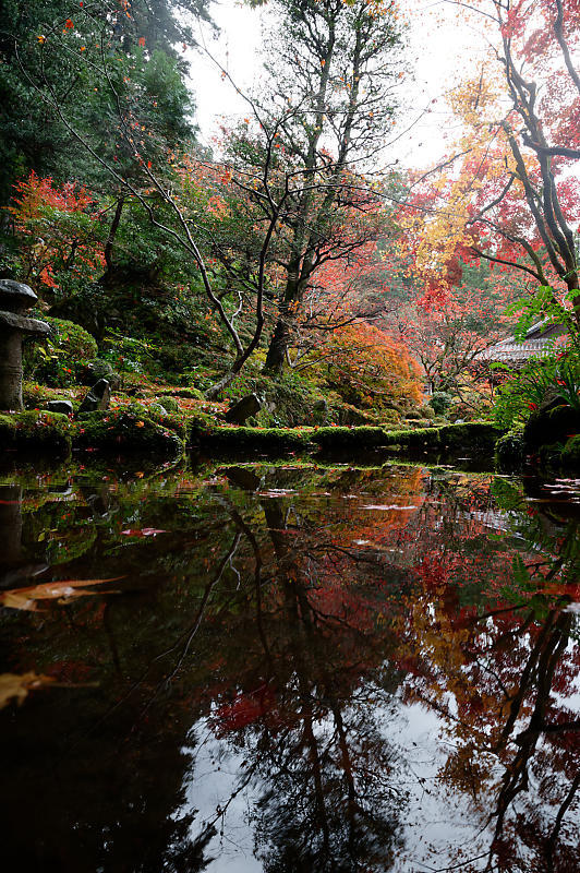 2020湖東の紅葉遠征・其の二(金剛輪寺 前編)_f0032011_19262921.jpg