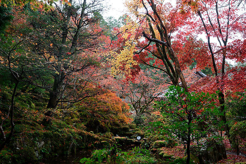 2020湖東の紅葉遠征・其の二(金剛輪寺 前編)_f0032011_19262935.jpg