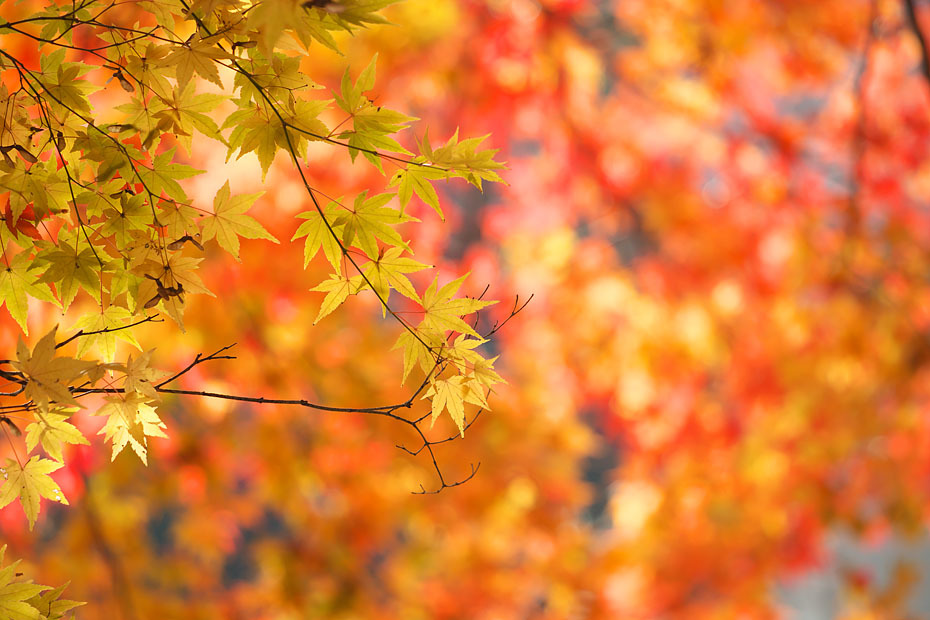 紅葉模様 Final 但馬 写真日和