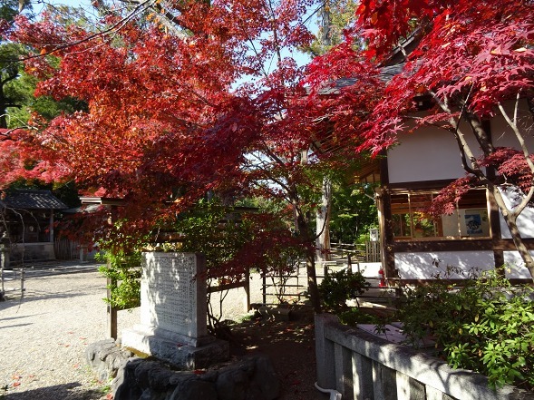長岡天満宮の紅葉 彩の気まぐれ写真