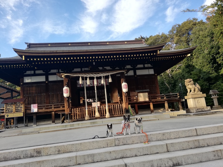北野~弓弦羽神社、そして、今年最後のワン連れお出掛け_d0155952_15030692.jpg