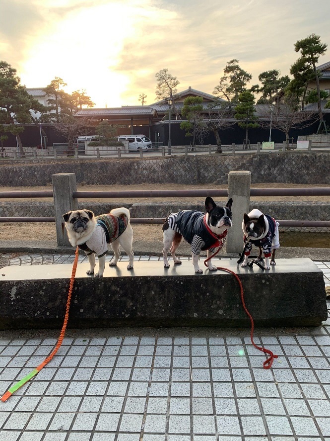 北野~弓弦羽神社、そして、今年最後のワン連れお出掛け_d0155952_15265088.jpg