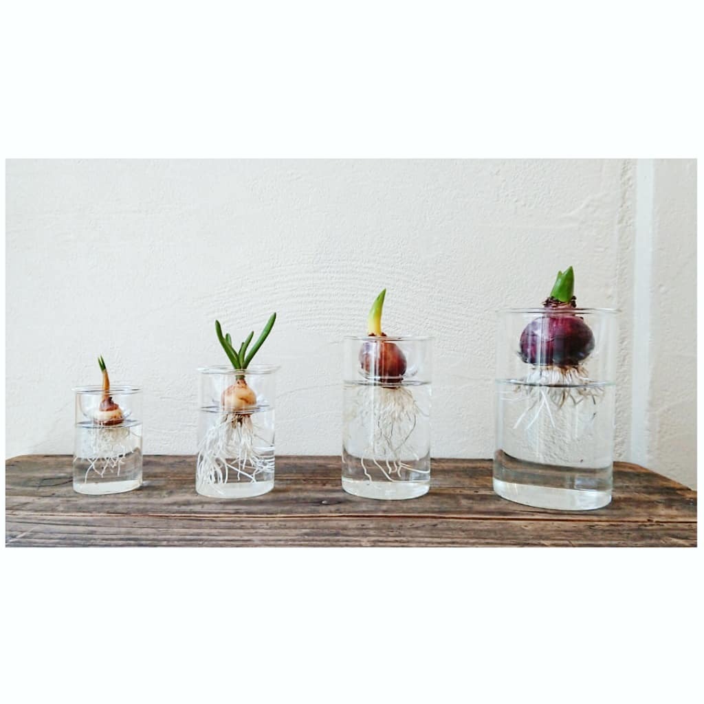 小さい球根 の水栽培ガラスベース 雑貨ｓｈｏｐ Bee Balm 店舗 新着雑貨情報