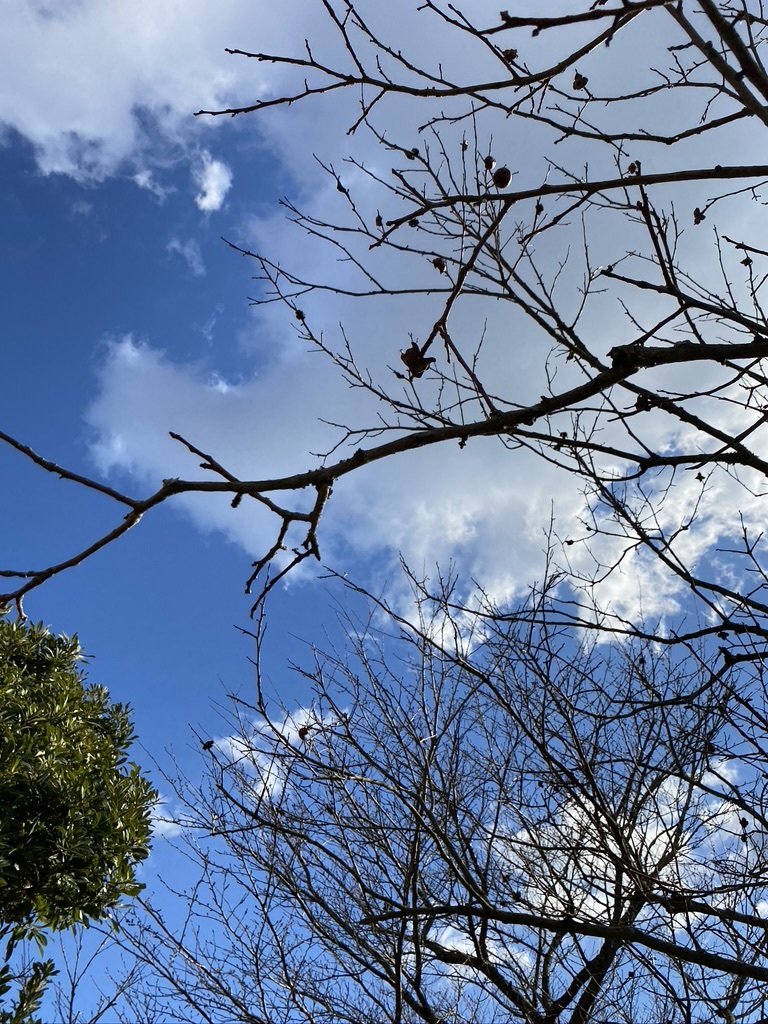 裏山で採ったもので作るお正月飾り_c0334574_19144216.jpeg