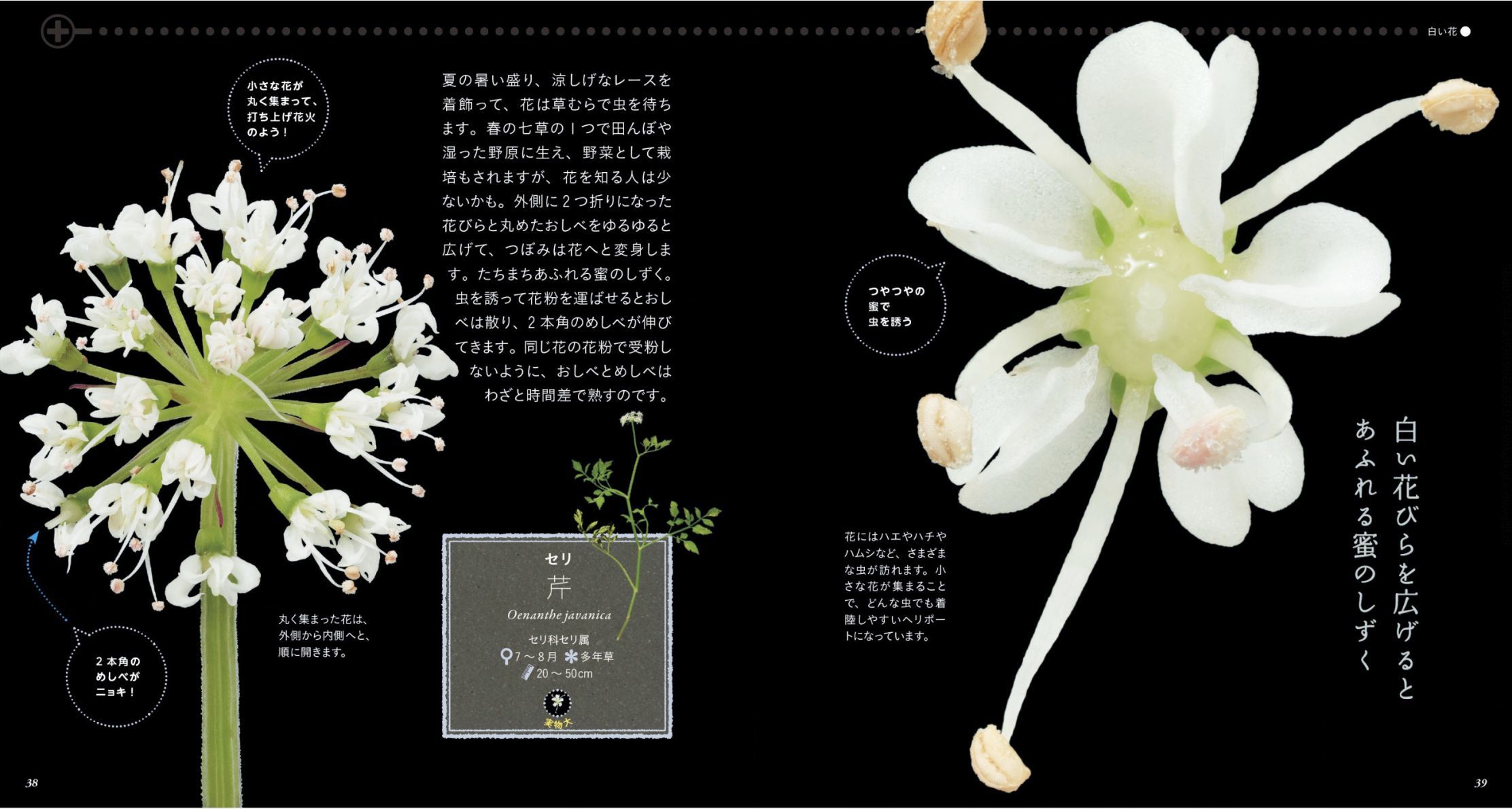 真冬日は続くものの野の花を眺めています_c0025115_21375161.jpg