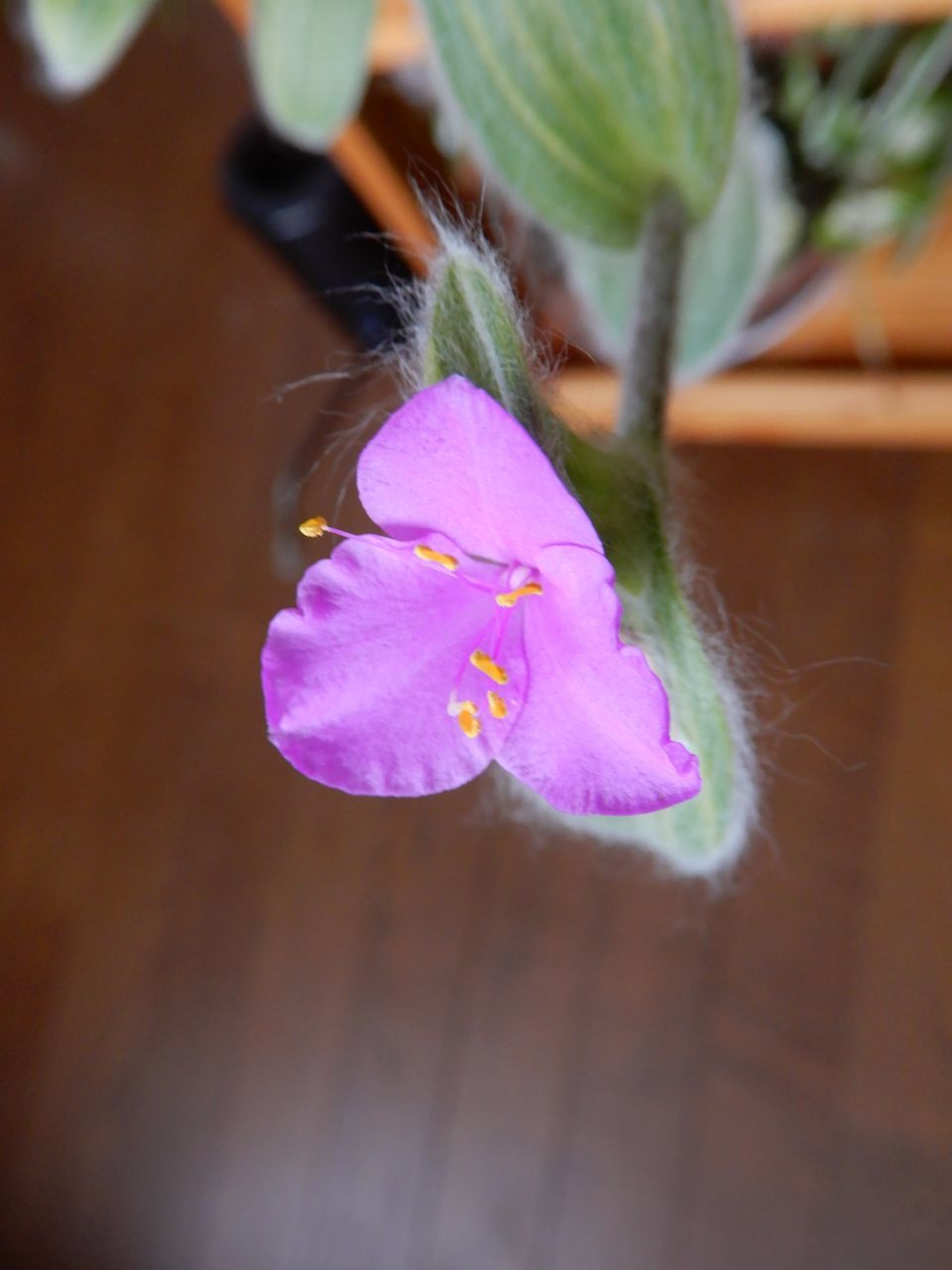 真冬日は続くものの野の花を眺めています_c0025115_21393950.jpg