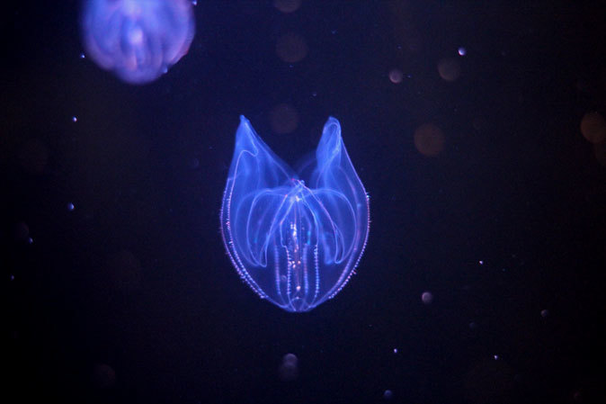 葛西臨海水族園のクラゲたち ポリプとエフィラ 続々 動物園ありマス 葛西臨海水族園のクラゲたち ポリプとエフィラ 続々 動物園ありマス