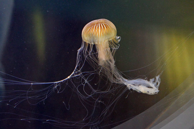 葛西臨海水族園のクラゲたち ポリプとエフィラ 続々 動物園ありマス 葛西臨海水族園のクラゲたち ポリプとエフィラ 続々 動物園ありマス