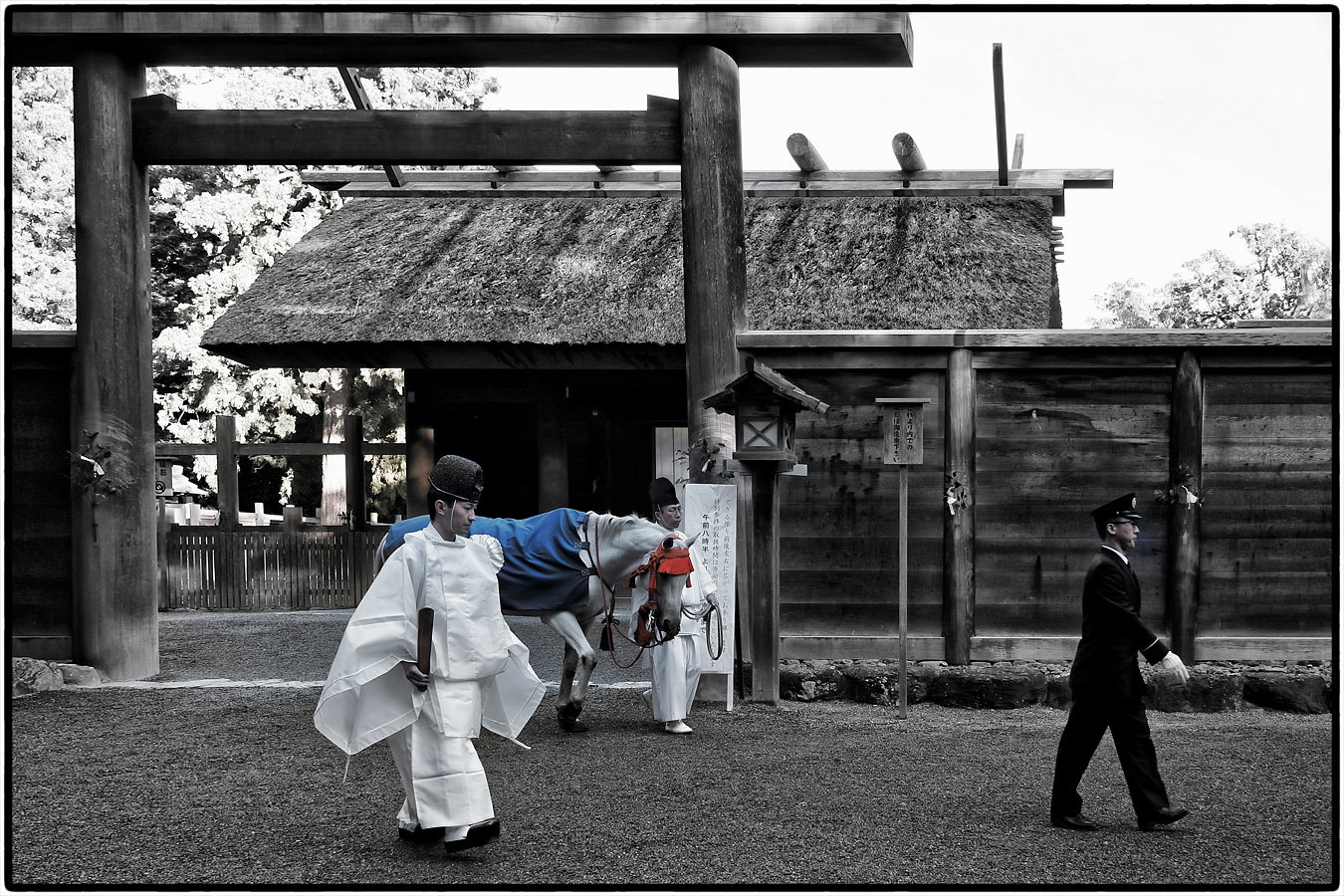 伊勢神宮の白い馬 神馬 しんめ コバチャンのｂｌｏｇ