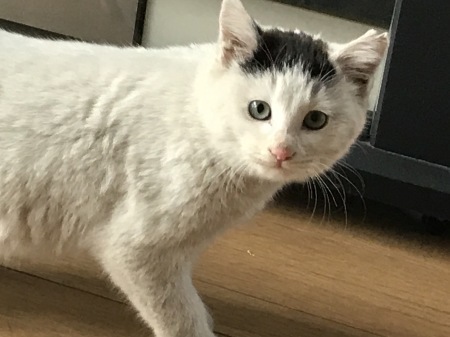 野良猫母娘との227日日記(前編)/COVID-19_a0136671_07012297.jpg