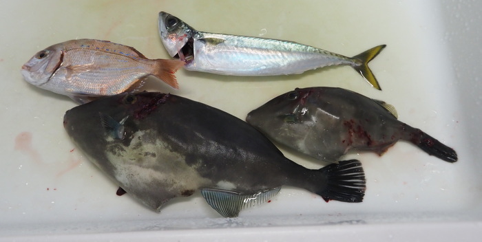 夫の釣果とその後(お刺身)_c0116915_00021350.jpg