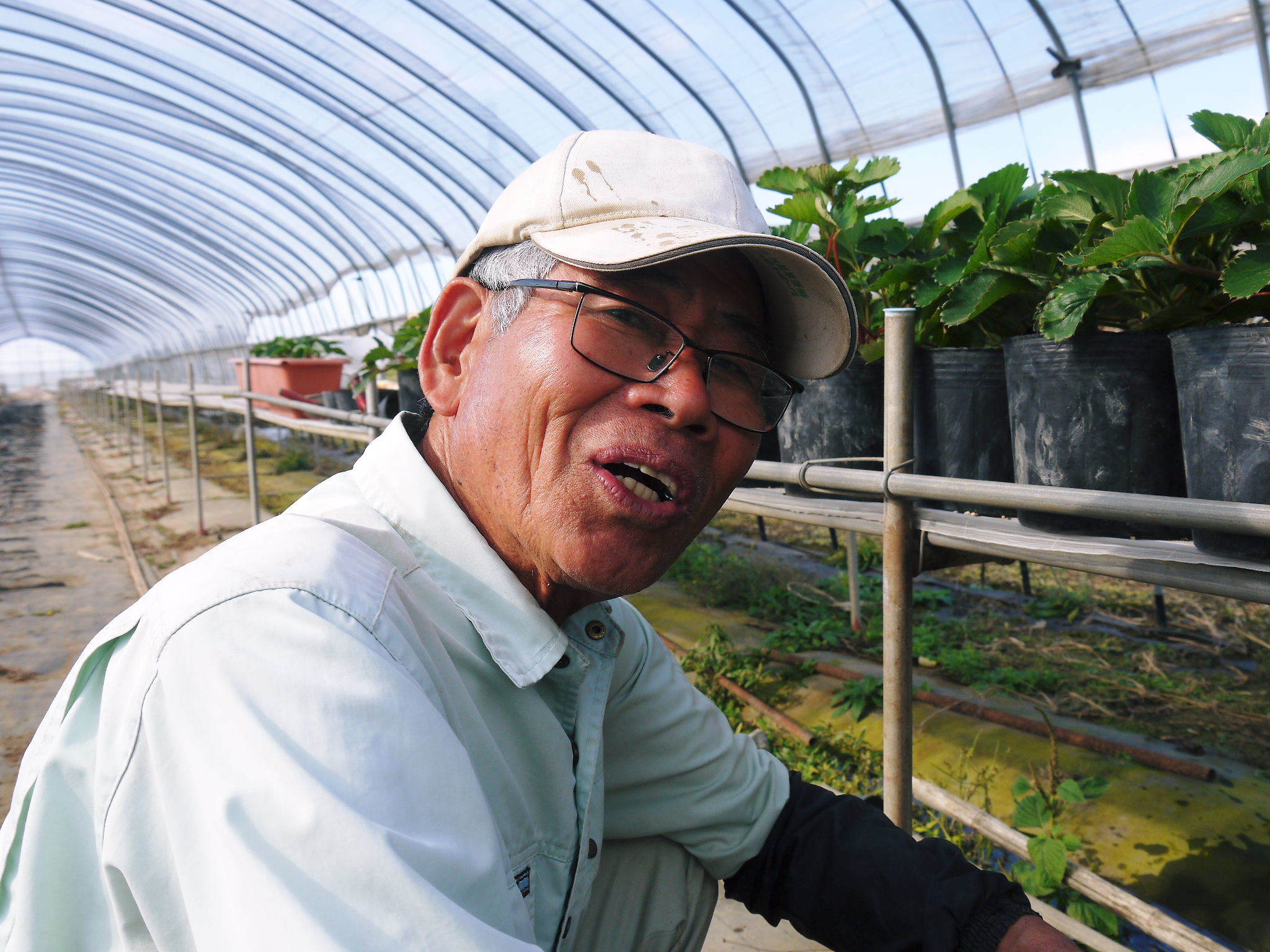 完熟紅ほっぺ大好評販売中!完熟の美味さを朝採りの新鮮さでお届け!寒さに耐えじっくり育たイチゴは格別!!_a0254656_17114578.jpg