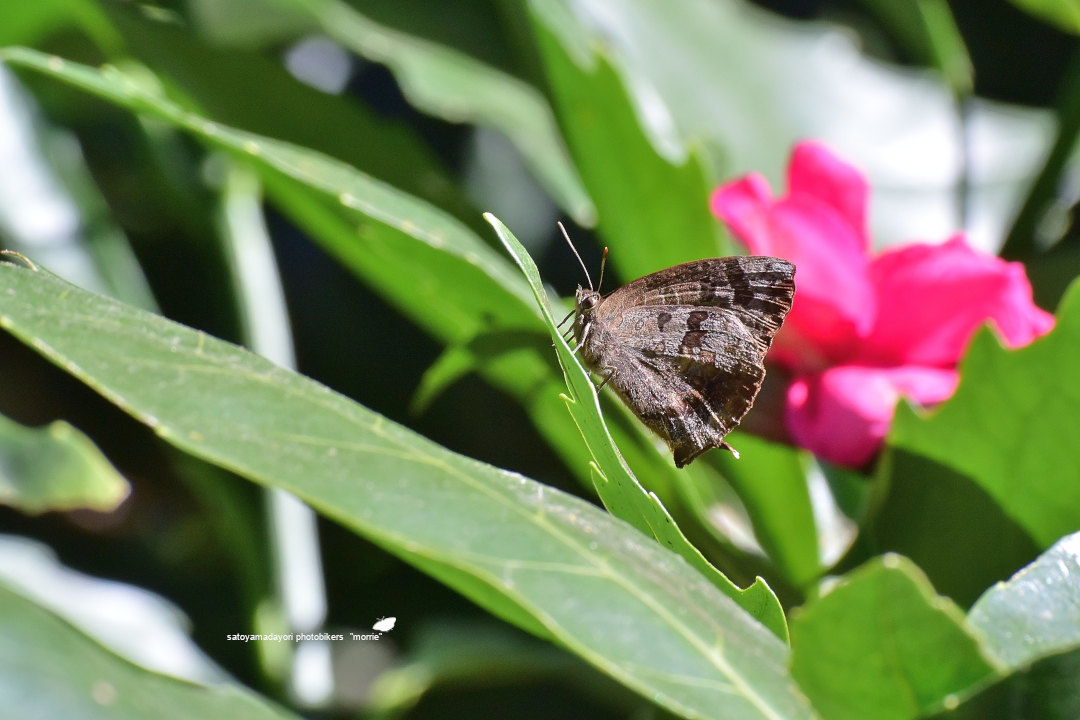 ﾄﾗｯﾌﾟの山茶花に集う、里山のcompadre②(2020/during the month of December)_d0387460_20321481.jpg