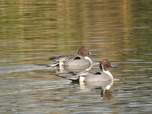 木幡池の野鳥、オナガガモ他_f0333178_20090158.jpg