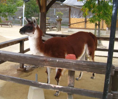 トリアスふれあい動物園にて トリコロールデイ やります