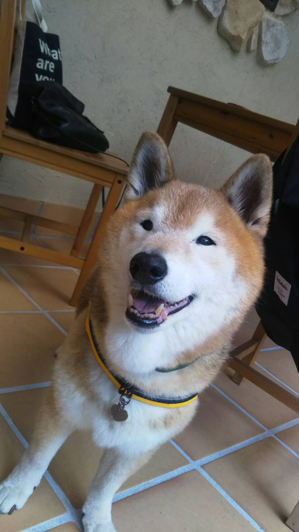 ヒマラヤスギ雑記