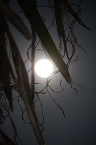 LAST FULL MOON 2〇2〇_f0006713_21332696.jpg