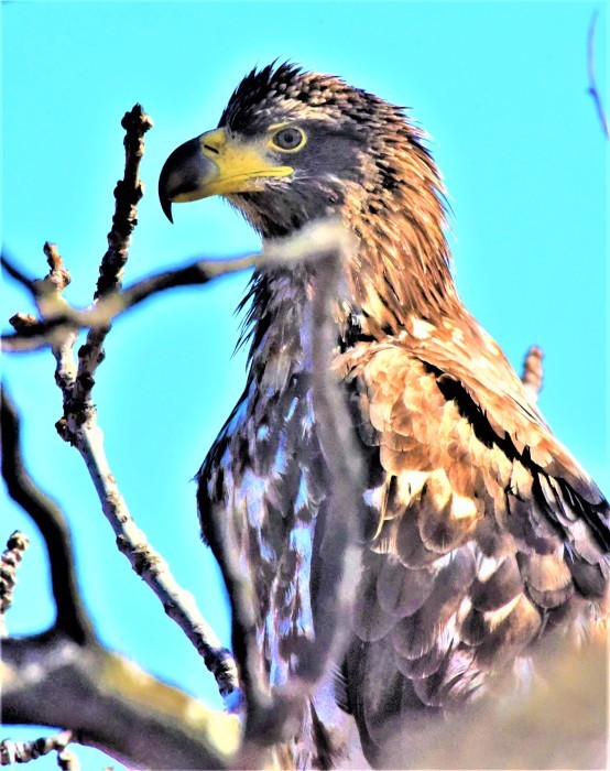 北の森の野鳥たち_d0098721_16411230.jpg