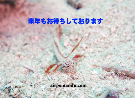 今年もみなさんありがとうございました(12月31日)_c0070933_14394879.jpg