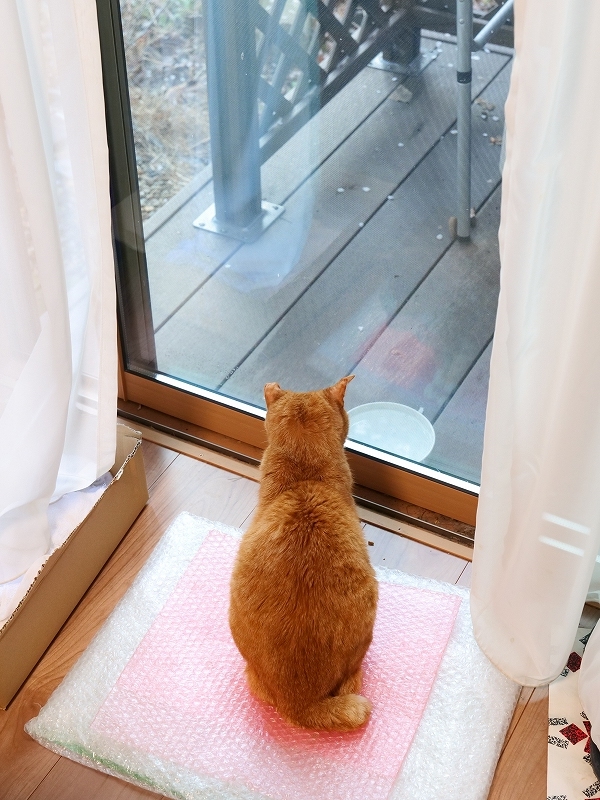 超激動の２０２０　光と影を振り返る　１月～６月_f0050534_20022692.jpg