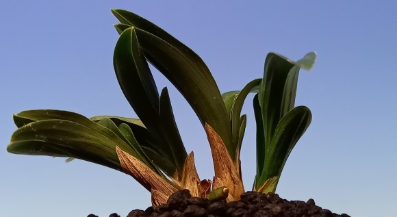 日本春蘭 無名羅紗チャボ : 蘭万園日記