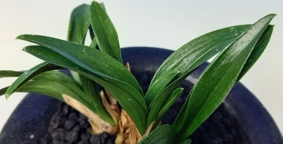 日本春蘭 無名羅紗チャボ : 蘭万園日記