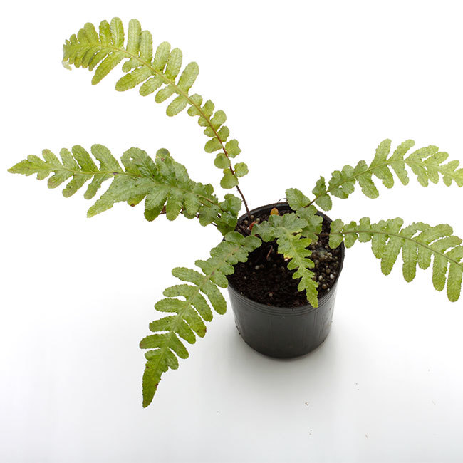 大晦日というのに植物などの情報をご紹介~_d0376039_15112129.jpg