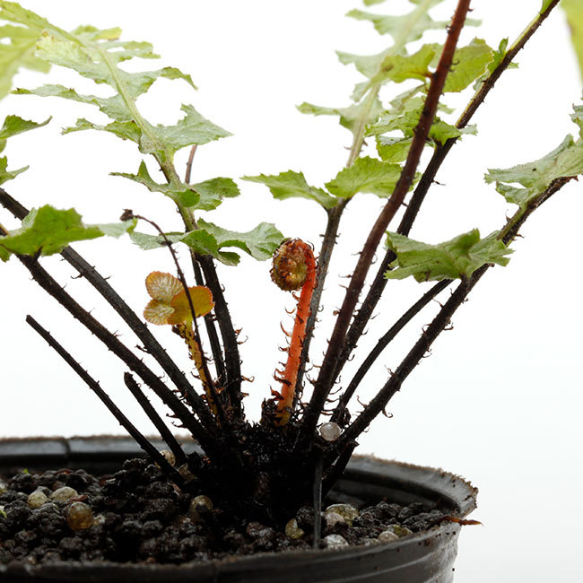 大晦日というのに植物などの情報をご紹介~_d0376039_15113895.jpg
