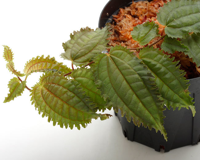 大晦日というのに植物などの情報をご紹介~_d0376039_15212674.jpg