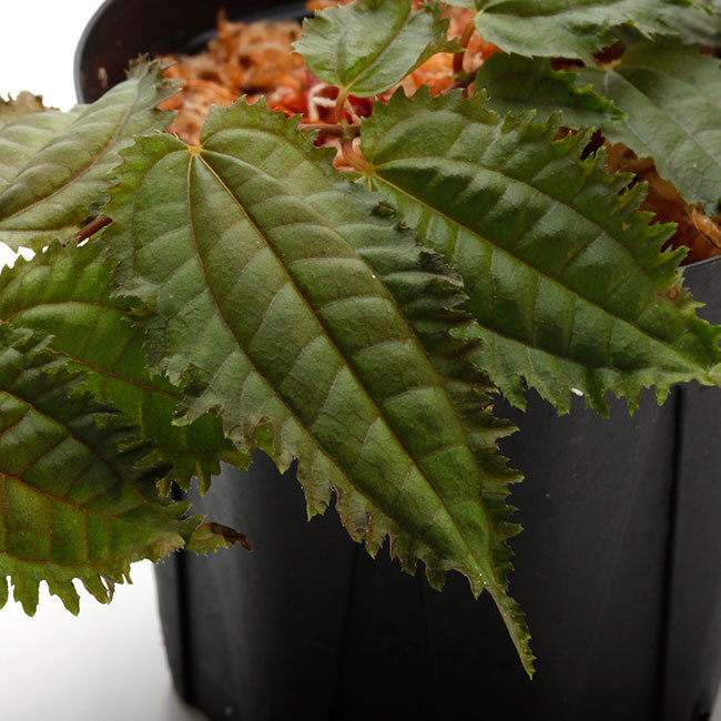 大晦日というのに植物などの情報をご紹介~_d0376039_15260519.jpg