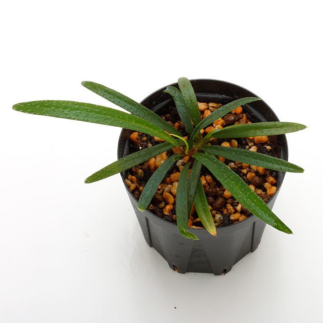 大晦日というのに植物などの情報をご紹介~_d0376039_15581711.jpg
