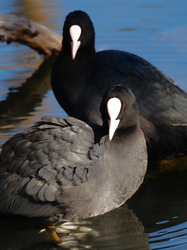 年の暮れの探鳥散歩_e0290358_21295918.jpg