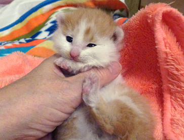 家なき猫 家なき猫