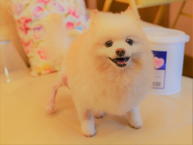 どんなお正月になるのかな?_d0360206_02521277.jpg