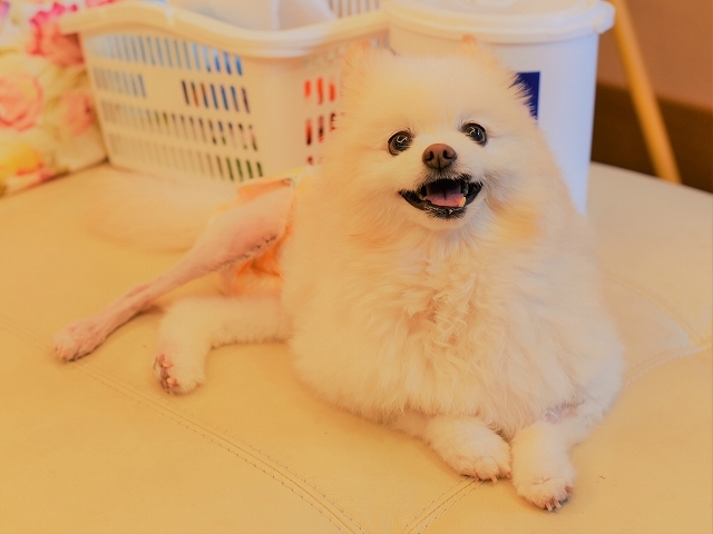 どんなお正月になるのかな?_d0360206_02522098.jpg