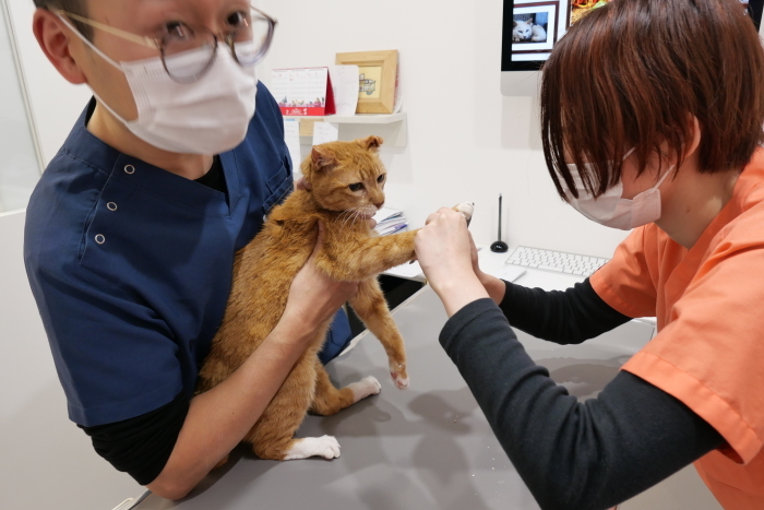 ラッキーさん　家猫化_f0050534_17465975.jpg