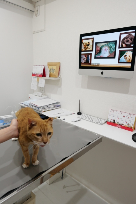 ラッキーさん　家猫化_f0050534_17470023.jpg