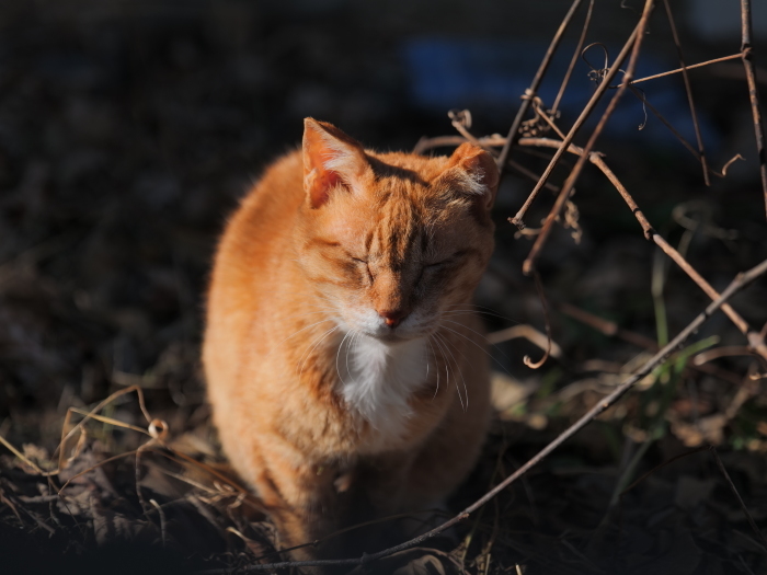 ラッキーさん　家猫化_f0050534_18395700.jpg