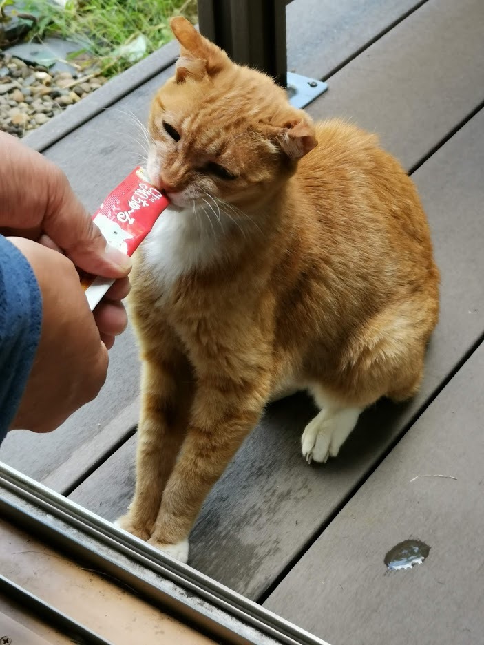 ラッキーさん　家猫化_f0050534_18410400.jpg